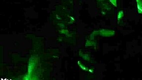 wanna see this oiled black babe slurp big cock with banana tease?