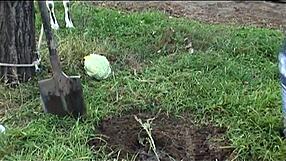 oh man my step grandma turns total whore bending over for old man doggystyle cumshot ride