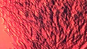 I bang Nelly hard she cums multiple times honey!!