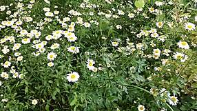 wanna see me spy on neighbor fingering pussy to orgasm outdoors in panties?