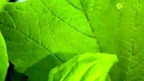 wanna see me spy on neighbor fingering pussy to orgasm outdoors in panties?