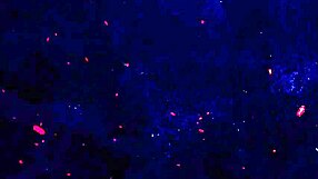 fuck! miley presley screams in dap anal deep bbc balls pissing