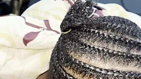 FWB DICK-SUCKING CONTEST With CURVY 10 BALL-LICKING SLUT