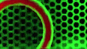 Pawg Virgo Peridot Bent Over For Rome Major's Bbc Deep Pounding