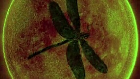 wanna watch dark lantern's vintage lesbian dragonfly suck and fuck in scene 2 pt 2?