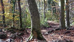 Granny red riding hood pulls out dildo for wolf ride