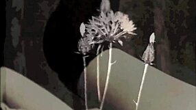 Why Vintage London Interracial Taboo with Lactating Milf Tempts?