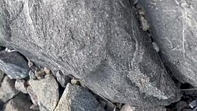 Bolt Jones Fucks 18yo Angel Ferraz on Nudist Beach!