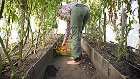 Squashing Juicy Tomatoes Barefoot in the Dirt ASMR
