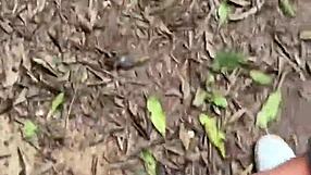 Latina Caught Alone In Forest With Stranger